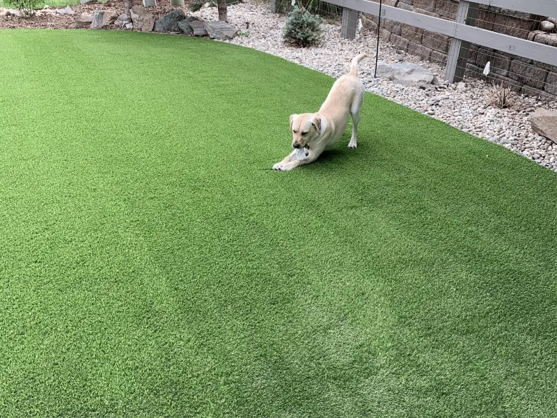 Pet Friendly Artificial Turf Lawn